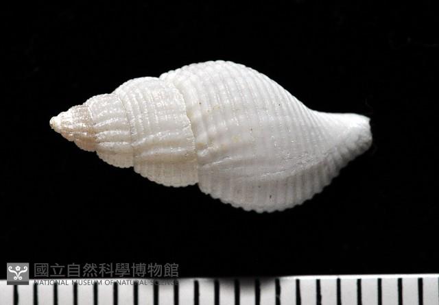 大溪峨螺(新種)藏品圖，第3張