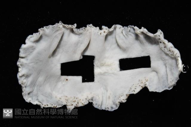 大盤扁蟲藏品圖，第3張