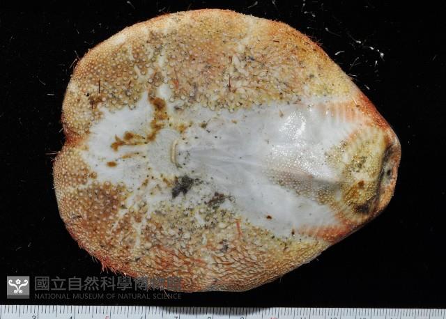秀麗布萊海膽藏品圖，第3張