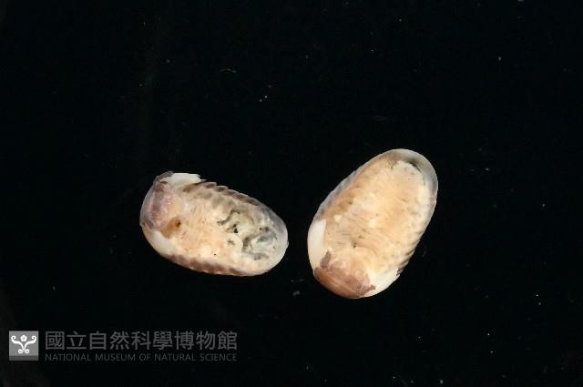 奇妙摩氏球馬陸藏品圖，第3張