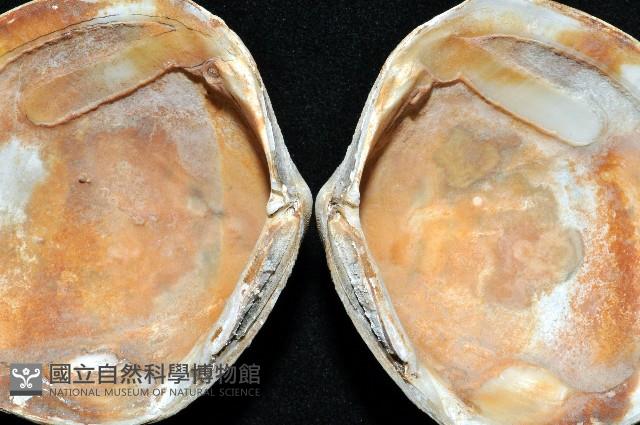 台灣滿月蛤藏品圖，第3張