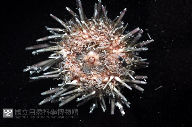 口鰓海膽藏品圖，第3張