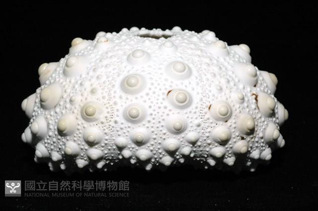 石筆海膽(鉛筆海膽)藏品圖，第3張