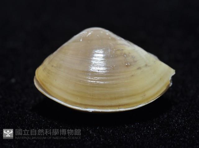 黃錦蛤藏品圖，第3張