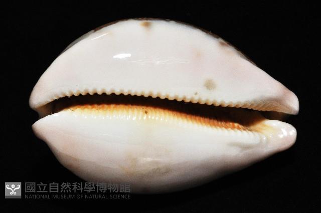 泛紅地圖寶螺藏品圖，第3張