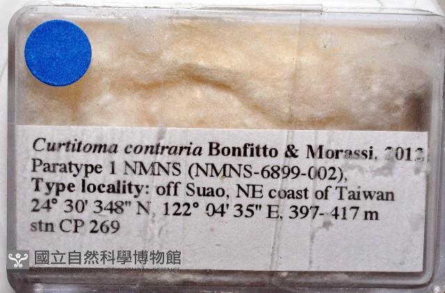 新種捲管螺類藏品圖，第3張