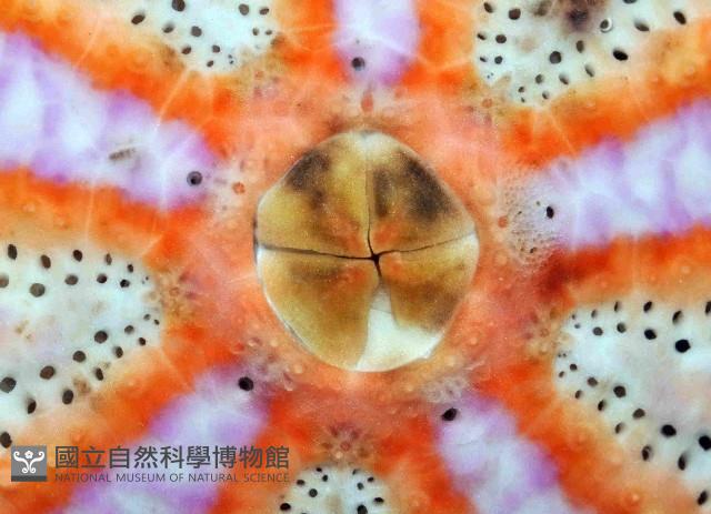 浪腔海膽(波紋腔海膽)藏品圖，第3張