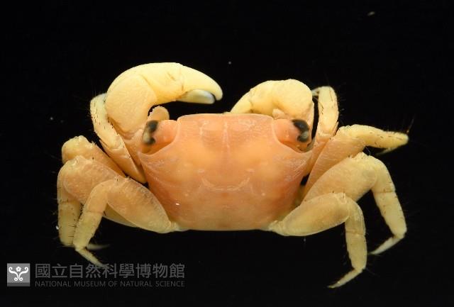 珊瑚擬相手蟹藏品圖，第3張