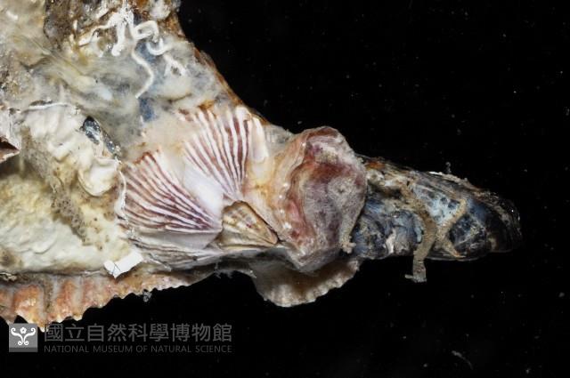 膨肚(大肚)鶯蛤藏品圖，第3張