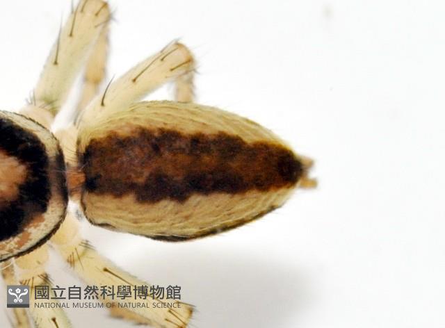 多色金毛蛛藏品圖，第3張