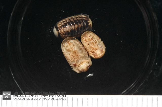 雙色木球馬陸藏品圖，第3張