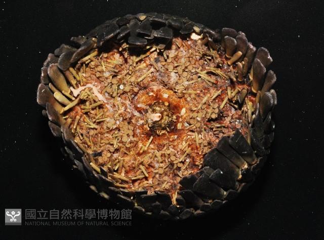 默氏笠海膽藏品圖，第3張