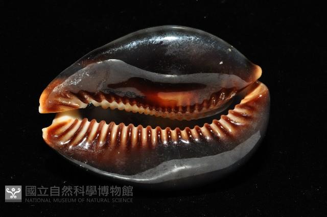龜甲寶螺藏品圖，第3張