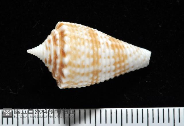 土生芋螺(新種)藏品圖，第3張