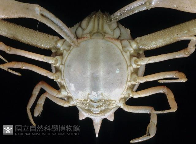 遁行長臂蟹藏品圖，第3張