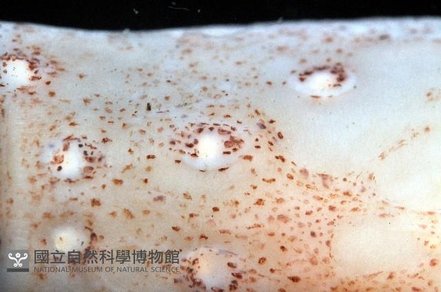 深海玻璃魷魚藏品圖，第3張