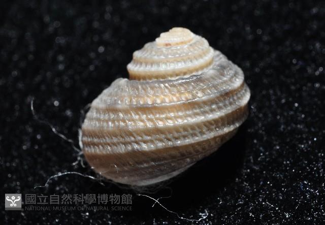 琉金雕鐘螺藏品圖，第3張