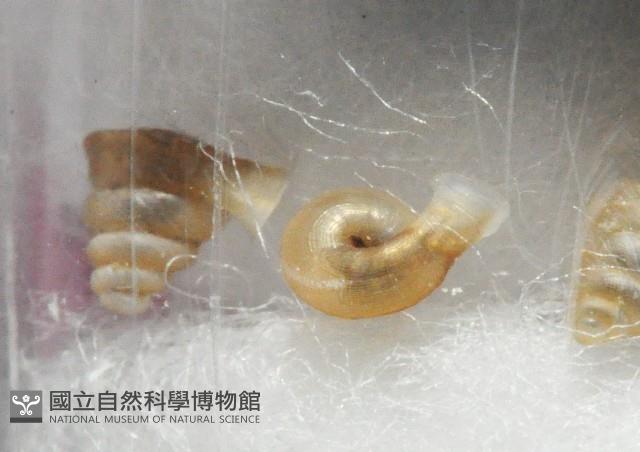 墾丁高口蝸藏品圖，第3張