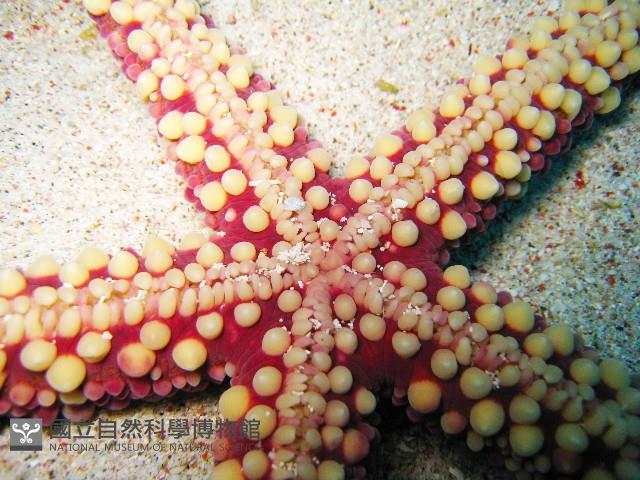 厚皮(赤麗)棘海星藏品圖，第3張