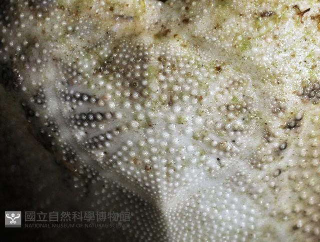 心形海壺藏品圖，第3張