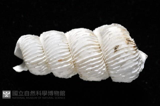 新種綺螄螺藏品圖，第3張