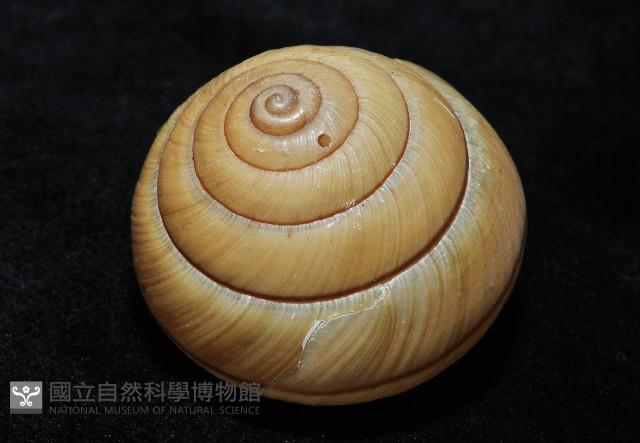 金崙栗蝸藏品圖，第3張