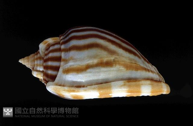 條紋鬘螺藏品圖，第3張