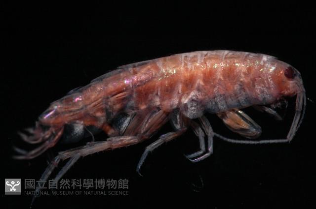 新種蘭嶼端足類藏品圖，第3張