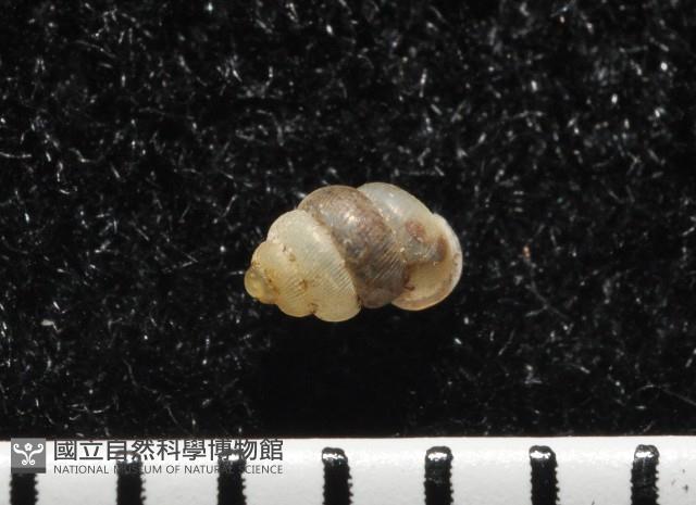高山台灣芝麻蝸牛藏品圖，第3張