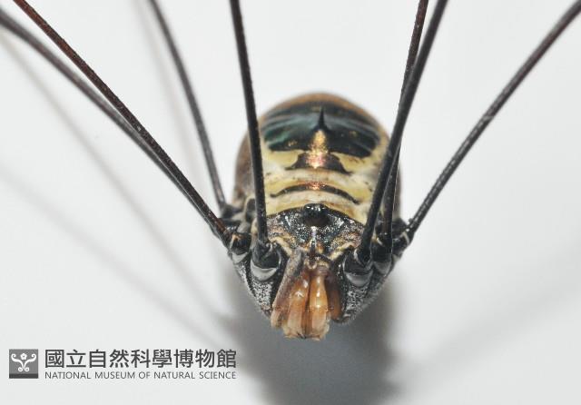 背斑偽盾刺盲蛛藏品圖，第3張