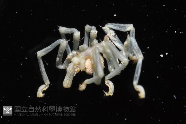 未知種海蜘蛛藏品圖，第3張