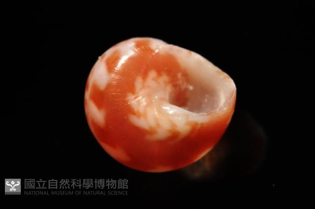 夏伊拉蠑螺藏品圖，第3張