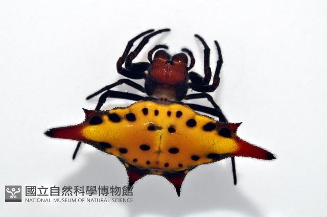 梭德氏棘蜘藏品圖，第3張