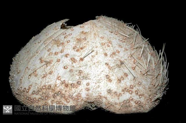 大脆心形海膽藏品圖，第3張