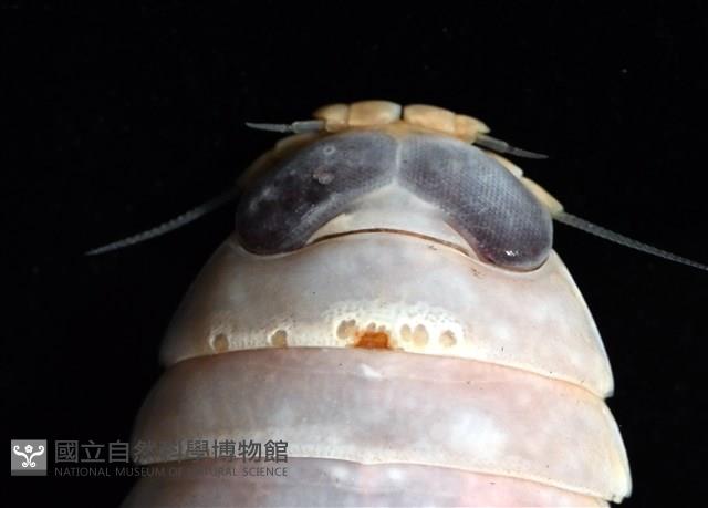 未知種紡錘水虱藏品圖，第3張