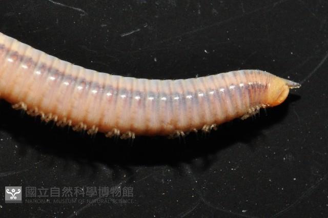 新種臺灣姬馬陸藏品圖，第3張