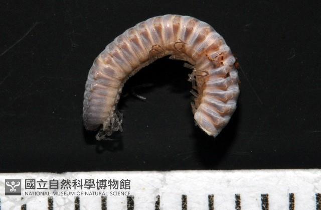 鋸齒東京泡馬陸藏品圖，第3張