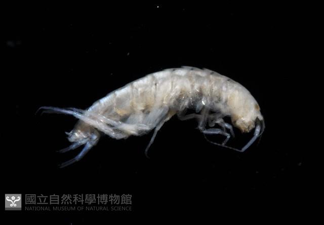 新種擊鉤蝦藏品圖，第3張