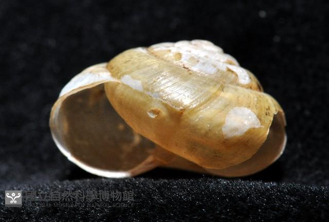 阿禮高腰蝸牛藏品圖，第3張