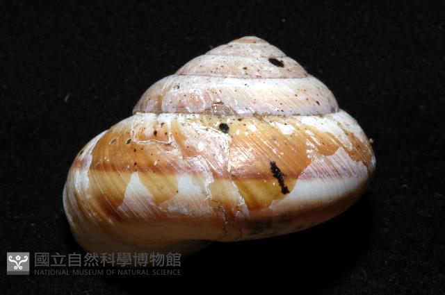 恆春栗蝸牛藏品圖，第3張