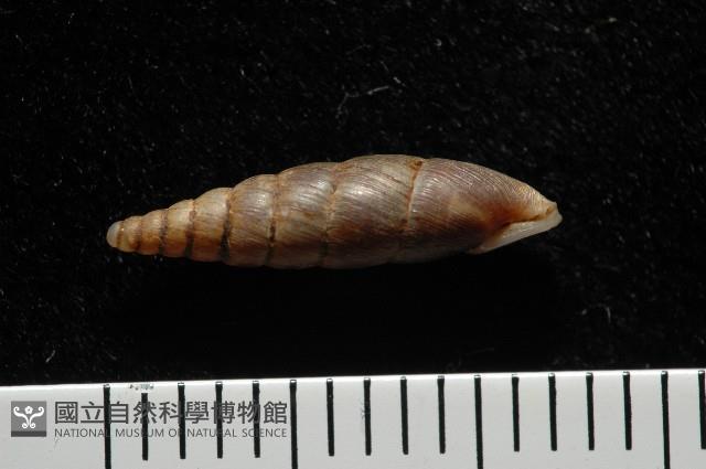 文德煙管蝸牛藏品圖，第3張