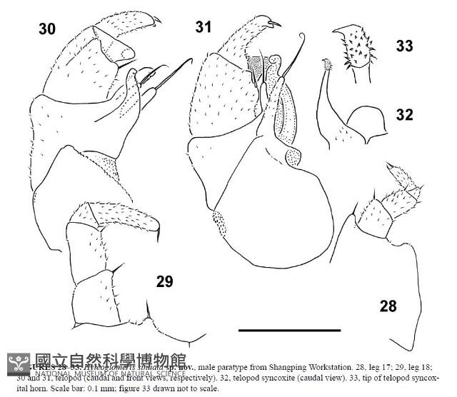 曲趾木球馬陸藏品圖，第3張