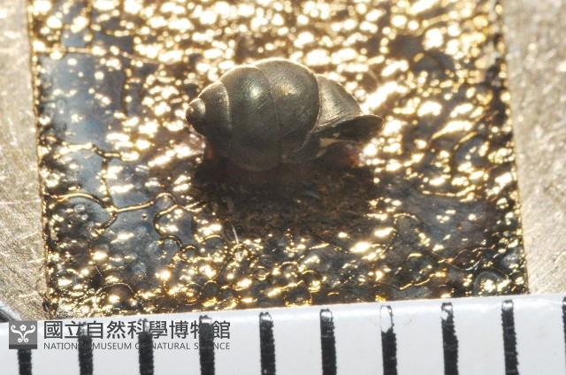 黃氏芝麻蝸牛藏品圖，第3張
