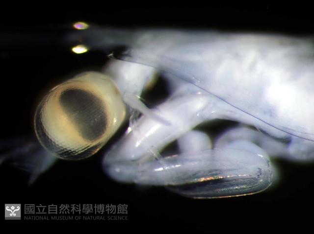 未知種蝦蛄幼生藏品圖，第3張