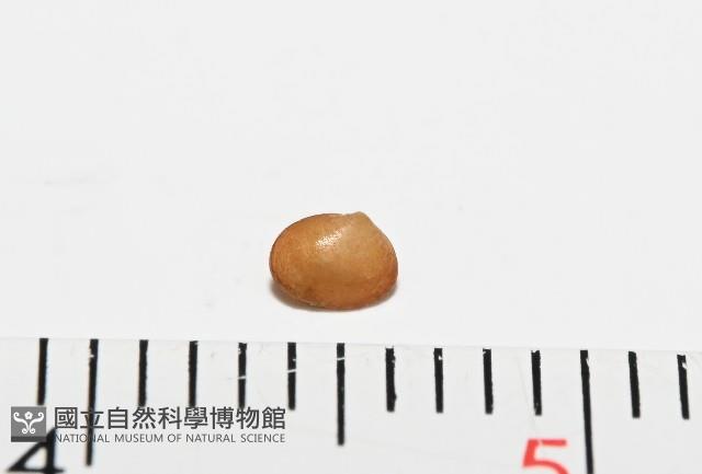 臺灣花瓣蛤藏品圖，第3張