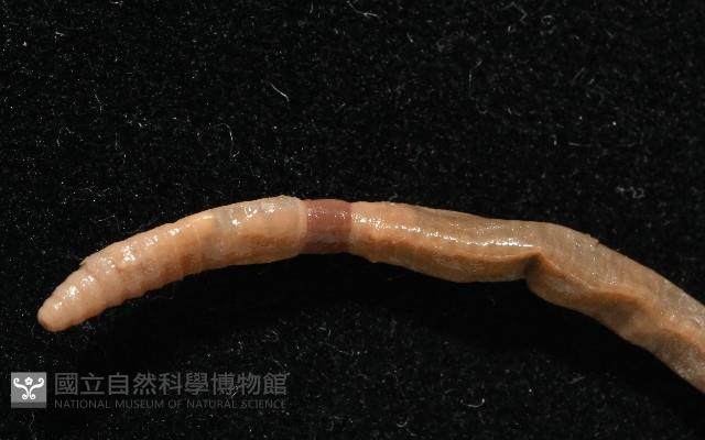墾丁遠環蚓藏品圖，第3張