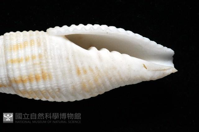 卿祐筆螺藏品圖，第3張