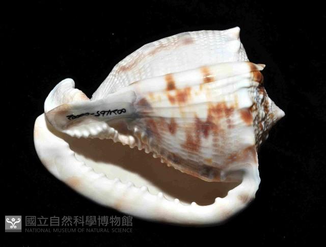 唐冠螺藏品圖，第3張