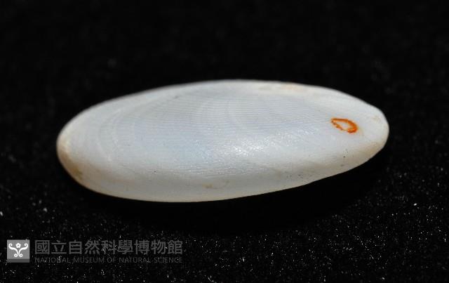 扁耳玉螺(波形扁玉螺)藏品圖，第3張