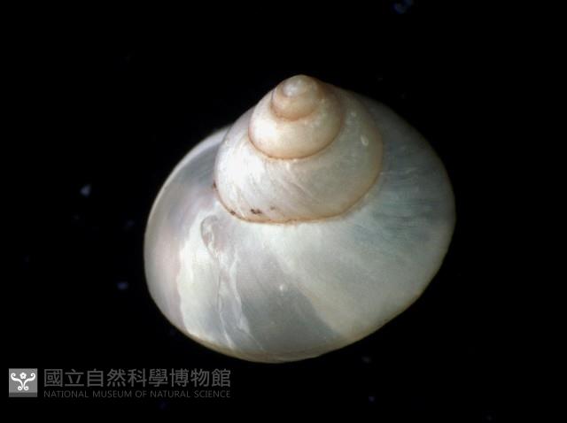 斑青山蝸牛藏品圖，第3張